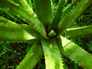 The Benefits Of Aloe Vera For Skin